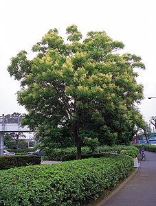 ベストホーム 岡山 ///人気の植木 ・・・ 高木類 ＞＞常緑樹